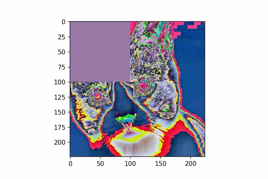 torchvision transforms on a cat with corner erased