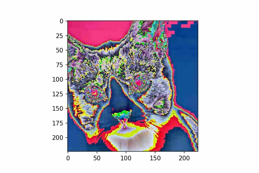 torchvision transforms on a cat image